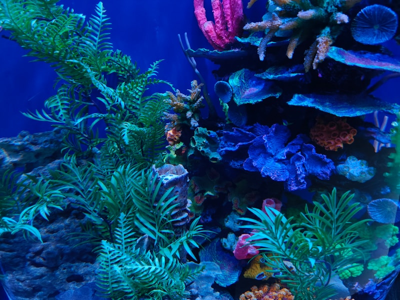 Great Barrier Reef